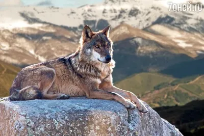 Самые красивые волки в мире (ТОП-10 видов) +ФОТО ?