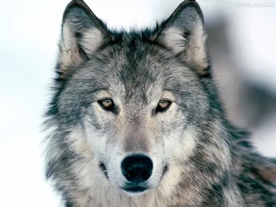 Купить Деревянные Пазлы \"Волк\" | Цена на Пазл из Дерева от Производителя  Unidragon