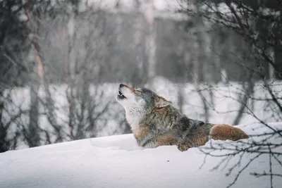 Крупный план: полярный волк | Экологический фотоблог