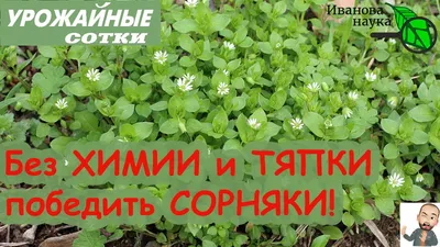 Виды сорняков на даче: фото, название, описание | ivd.ru