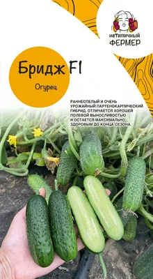 Меренга F1 - огурец партенокарпический, 250 и 1 000 семян, Seminis/Семинис  (Голландия) - купить в интернет-магазине fremercentr.ru быстрая доставка.  Почтой или ТК.