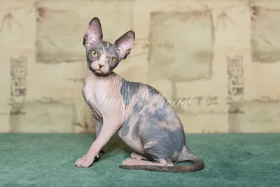 Сфинкс (порода кошек) — Википедия