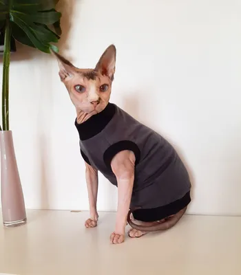 Одежда для кошек из сфинкса | AliExpress