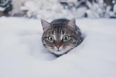 Настюша Бунина - У нас опять снег. В этом году нас зима балует. Все покрыто  снегом так красиво и сказочно.))) 🙂🙂 #Фадеево #чекон #снег | Facebook