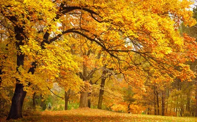 Осень лес
