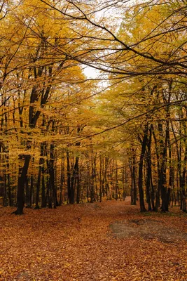 Осенний лес :: Андрей Николаевич Незнанов – Социальная сеть ФотоКто