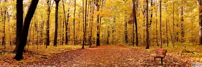 Осенний лес. / Осенний лес. / Фотография на PhotoGeek.ru