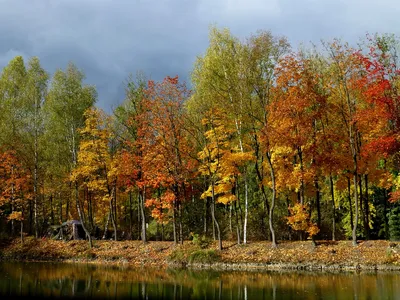 Осенний лес с настоящим солнцем и живыми листьями Стоковое Фото -  изображение насчитывающей свеже, естественно: 158237724