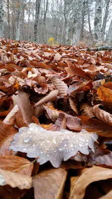Осенний Лес Золотой Озеро - Бесплатное фото на Pixabay - Pixabay