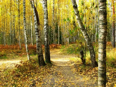 Осенний лес» картина Тикуновой Ольги маслом на холсте — купить на ArtNow.ru