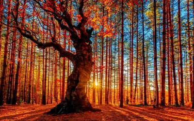 Осенний лес стоковое фото ©sborisov 31594237