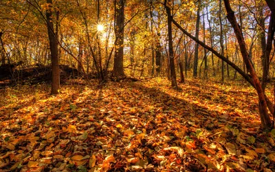 Осенний лес: наслаждайтесь красотами природы и укрепляйте здоровье!» —  создано в Шедевруме