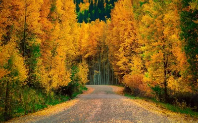 Красивый осенний лес отражается в зеркале пруда Stock Photo | Adobe Stock