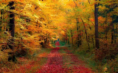 Осень деревья (51 фото) - 51 фото