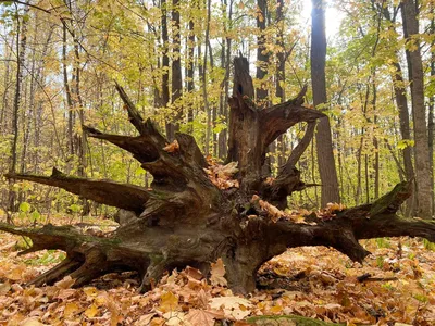Осенний лес обои - 71 фото