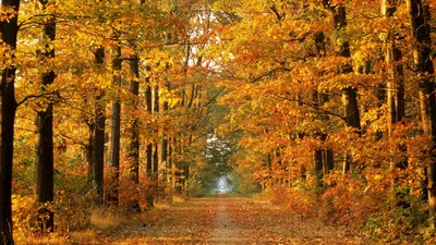осенний лес на лесной тропе, осень, время года, дерево фон картинки и Фото  для бесплатной загрузки