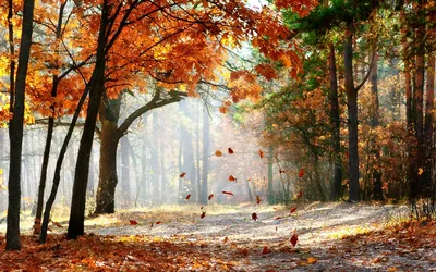 Осенний лиственный лес - 73 фото