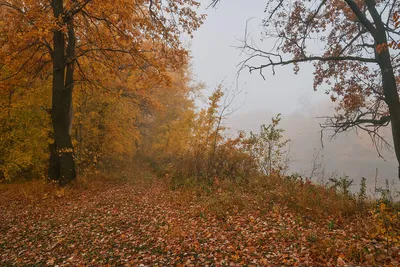 Осень, Октябрь. / осень,туман,октябрь