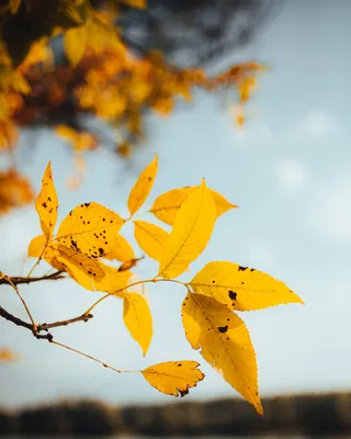 картинки : Осень, Осенние листья, небо, сентябрь, Октябрь, лес, природа,  оранжевый, задний план, Рыжих, филиал, дерево, Солнечный лучик, Лиственный,  весна, растение, Ветка, Древо дедушки 5616x3744 - William Bee - 1448939 -  красивые картинки - PxHere