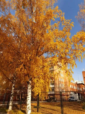 В Алтайский край и Рубцовск вернулась золотая осень: погода на 3 дня |  15.10.2021 | Рубцовск - БезФормата