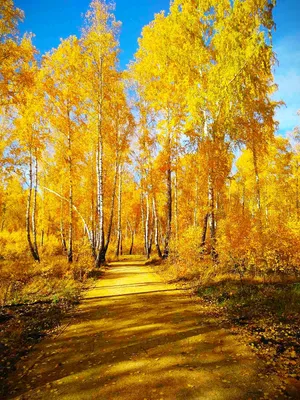 Скачать обои лес, осень, золотая, солнце, желтые, листья, ветки, деревья,  опушка, раздел природа в разрешении… | Autumn landscape, Autumn scenery,  Scenery wallpaper