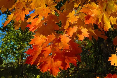 Золотая осень урожай плакат фон Ли Цю Золотая осень бампер падение осень  Кленовый Фон Обои Изображение для бесплатной загрузки - Pngtree