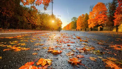 Золотая осень дерево Фон Обои Изображение для бесплатной загрузки - Pngtree