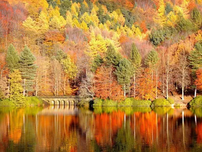 СЕНТЯБРЬ Осень достала краски, Ей много покрасить нужно: Листья – желтым и  красным, Серым – небо и лужи. ОКТЯБРЬ Дождь льет … | Цитаты, Осень,  Счастливые картинки