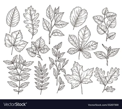 Купить Осенние наклейки, желуди и листья для раскрашивания взрослых, милые  наклейки для самостоятельной раскраски от Anna Grunduls Design | Joom