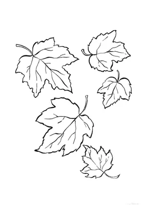 Раскраска Осенние листья деревьев, листья клена, листья дуба, листья  рябины, листья березы