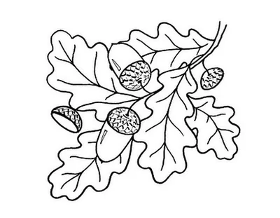 Черно-белые простые полосатые осенние листья с гладкими венами, векторными  Иллюстрация вектора - иллюстрации насчитывающей завод, пуща: 158626161
