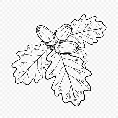 рисунок Осенние листья и ягоды в стиле гравюры линейный черновой черно белый  PNG , рисунок листьев, рисунок уха, черно белый рисунок PNG картинки и пнг  PSD рисунок для бесплатной загрузки