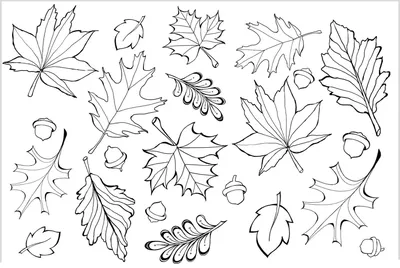 Осенний лист цветной Книжка-раскраска, Big Leaves с, угол, белый, ребенок  png | Klipartz