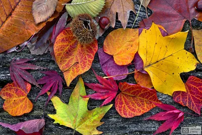 Раскраска Осенние Листья Скачать И Распечатать