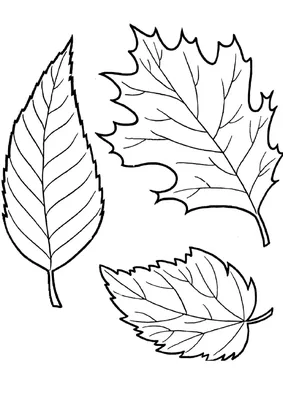 Осенние листочки рисунок карандашом - 69 фото
