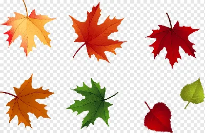 Изолированные Осенние Листья На Земле — стоковые фотографии и другие  картинки Цвет осенних листьев - Цвет осенних листьев, Лист, Осень - iStock