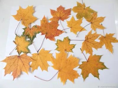 Кленовый лист Осенний листочек, осенние листья, клен, лист, кленовый лист  png | PNGWing