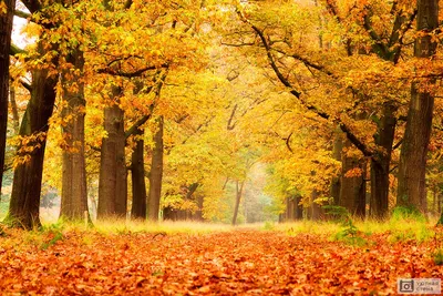 Осенний лес: 27 фотографий — Российское фото