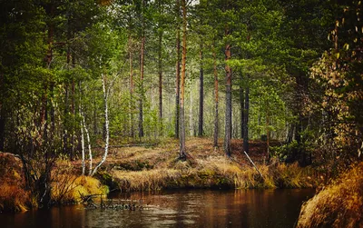 Купить фотообои \"Осенний лес и река Аоос\" в интернет-магазине в Москве
