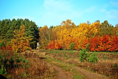 Картина \"Осенний лес\" купить в интернет-магазине