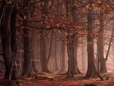 Фон осенний лес (77 фото)