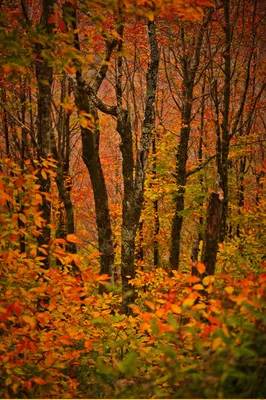 Картина \"Осенний лес в горах\" желтые деревья