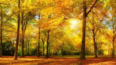 Осенний лес в лучах солнца, …» — создано в Шедевруме