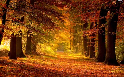 Пейзаж : Осенний лес