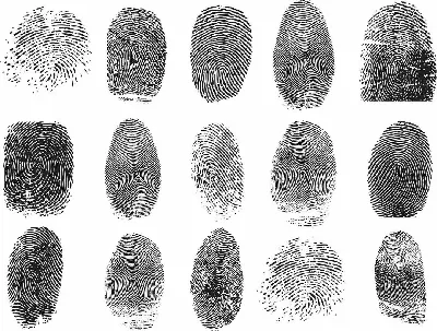 Биометрические отпечатки пальцев. Линии большого пальца человеческих отпечатков  пальцев культурообразующий фактор отдельных биомет Иллюстрация вектора -  иллюстрации насчитывающей картина, перст: 210338125