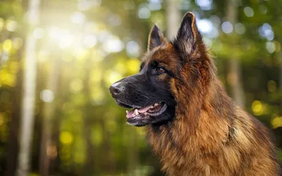 Собака породы немецкая овчарка на …» — создано в Шедевруме
