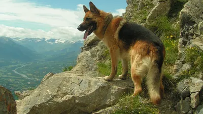 Собака немецкой овчарки на белом фоне Стоковое Фото - изображение  насчитывающей камера, шерсть: 209599022
