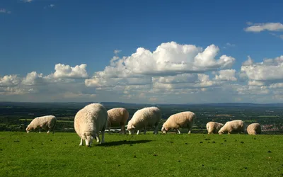Обои на рабочий стол Овцы щиплют траву на пастбище на вершине Саут-Даунс,  Западный Сассекс, Англия / South Downs, West Sussex, England, обои для  рабочего стола, скачать обои, обои бесплатно