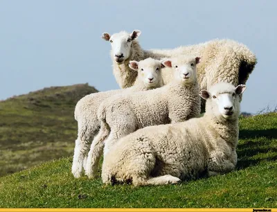 File:Карпатські овечки.jpg - Wikimedia Commons