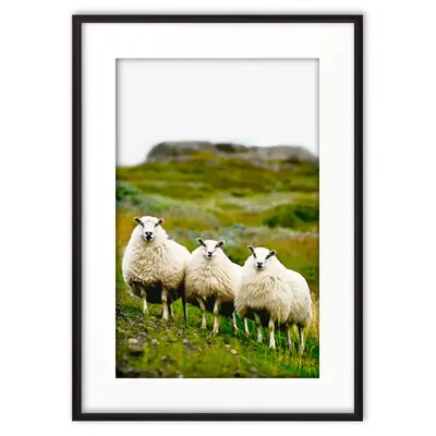 Милые Овечки В Свитере Изолированные Мультяшные Животные — стоковая  векторная графика и другие изображения на тему Овца - Копытное животное -  iStock